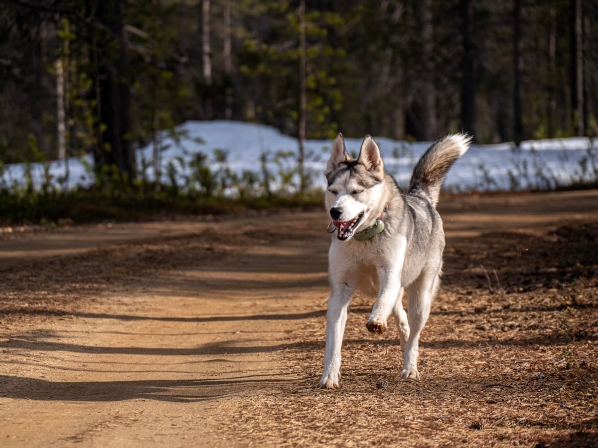 Overpeck County Park | Dog Walking on Trail