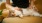 a cat lying on a couch