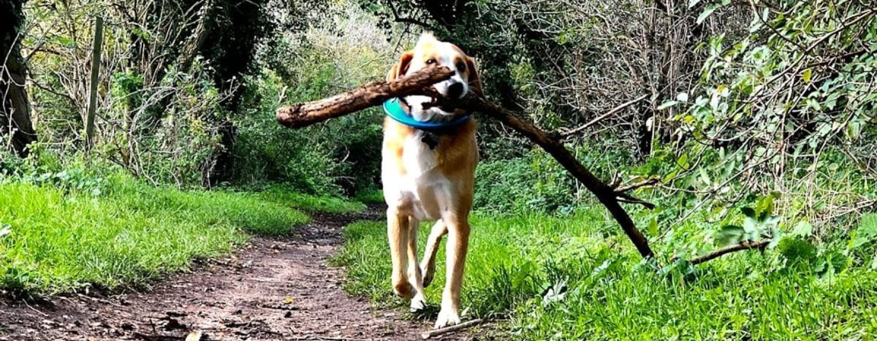 Best Pet Walks Near Reveal Hackensack | Dog Walking Holding a Stick