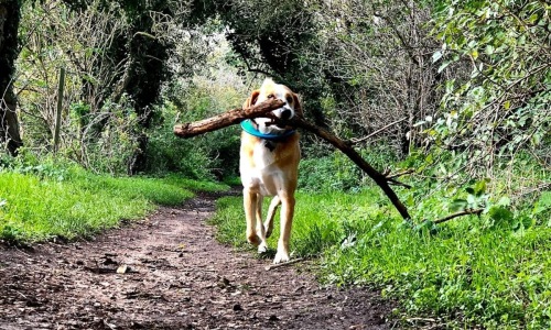 Best Pet Walks Near Reveal Hackensack | Dog Walking Holding a Stick